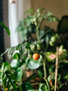 tomato gardening