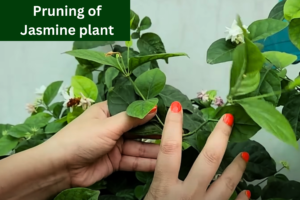 pruning of jasmine plant