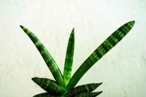 sansevieria snake plant