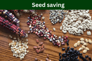 seed saving