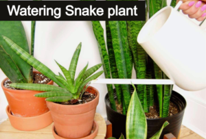 watering snake plant