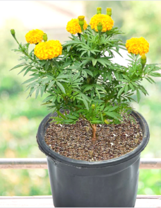 pot size for marigold