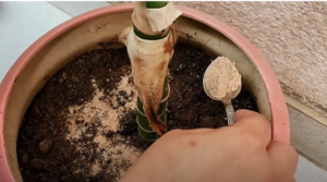 adding in pot soil - groundnut cake fertilizer
