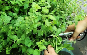 Pruning of Mint plant