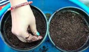 Add a layer of moist cocopeat