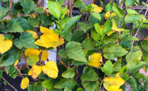 hibiscus yellow leaves