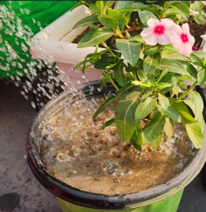 watering Hybrid Vinca plant