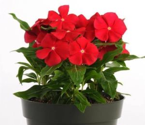 Red Hybrid Vinca plant