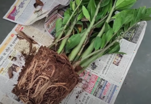 root bound in zz plant