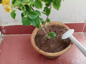 watering plants