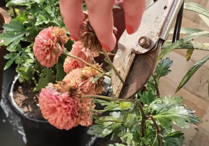 Pruning of CRYSANTHEMUM plant