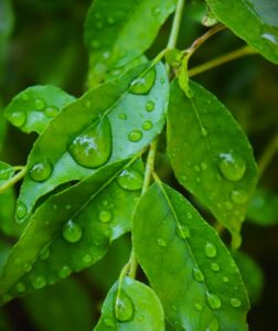 curry leaves