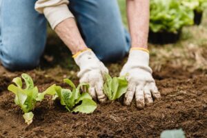 garden soil