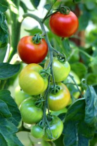 tomatoes plant