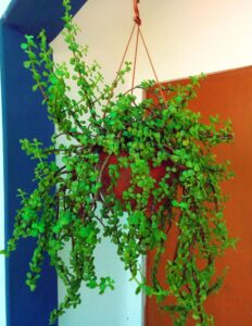 Jade hanging pot