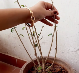 Hard pruning of plant