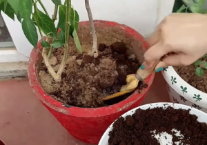Add compost in soil
