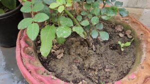 moist soil of rose plant