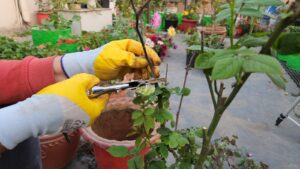 Hard pruning of rose plant