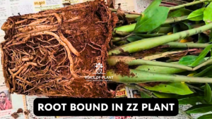 ZZ root bound