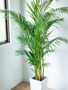 areca palm light