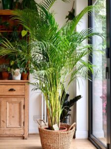 areca palm near window