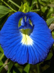 This blue flower is a magical flower, Unbelievable Health Benefits of This Flower 