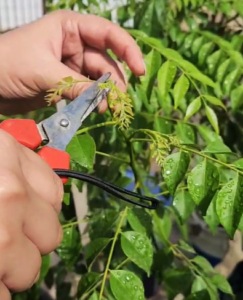pruning curry leaves