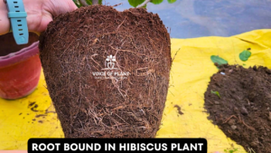 root bound in hibiscus plant