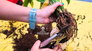 root pruning of plants (1)