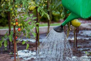 watering tomatoes