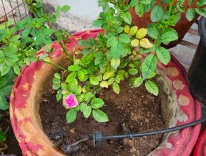 watering rose plant 1
