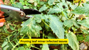 Pruning leaf miner infected leaves (1)