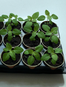 tulsi seedlings
