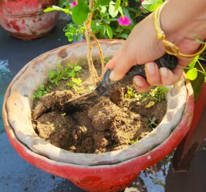 Tulsi plant soil tilling