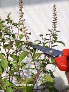 Tulsi ji pruning