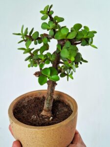 jade plant pot 1