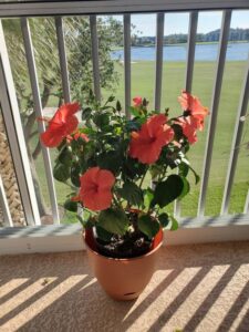 hibiscus in pot