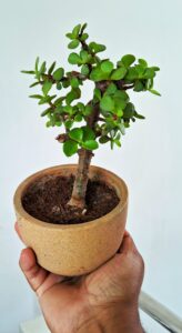 Best Pot Size for Jade Plant