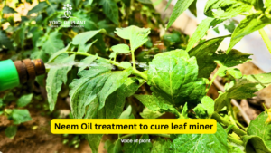 neem oil treatment to cure Leaf miner