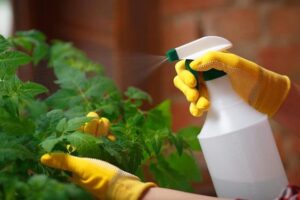 neem oil on tomato plant