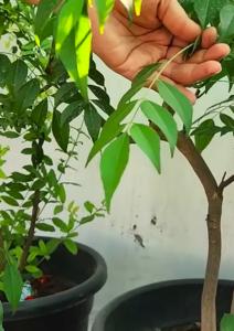 Curry pruning