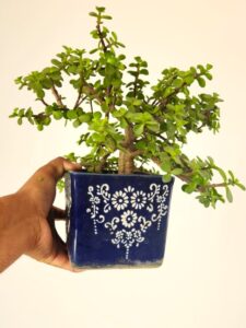 jade plant in blue pot