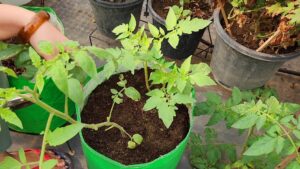 Tomato plant in grow bag