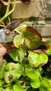 pruning money plant dead leaves