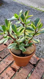 crassula ovata in pot 2