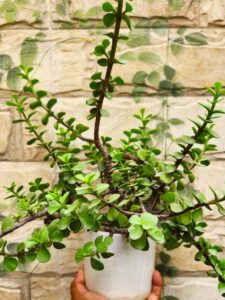 Is Jade Plant an Outdoor or Indoor Plant?