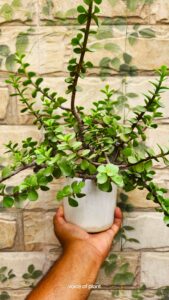 12 Reasons Why You Should Keep Jade Plant At Home