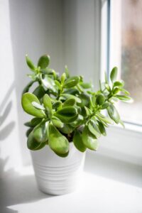 Crassula ovata