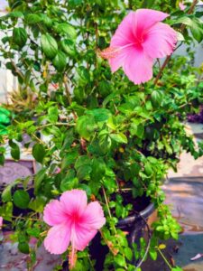 Hibiscus flower plant